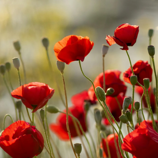 Bold Poppy Eau de Parfum